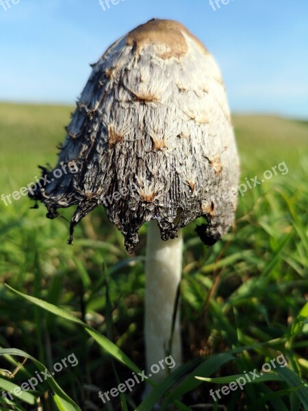 Inktzwam Outdoor Autumn Mushroom Agaric