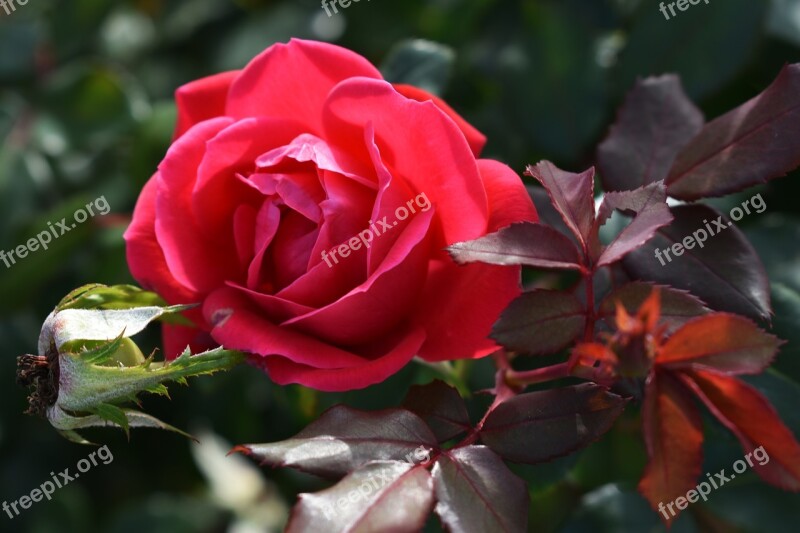 Rose Flower Bloom Nature Blossom