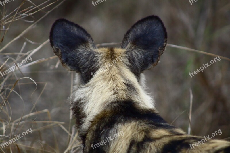 Wild Dog Nature Predator Carnivores Wildlife