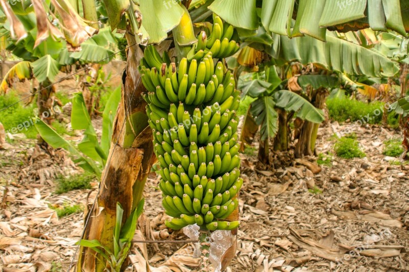 Banana Fruit Food Plant Tropical