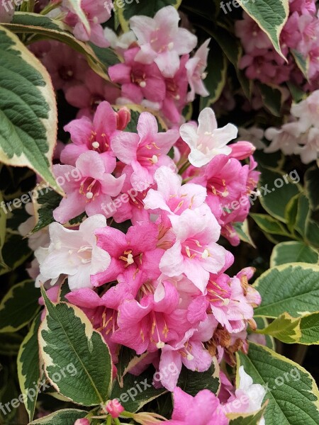 Weigela Flowers Pink White Beautiful