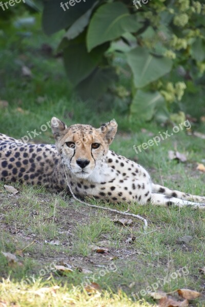 Cheetah Nature Tawny Predator Fur