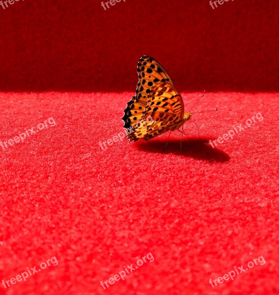 Butterfly Hangzhou National Day The Red Carpet Spot