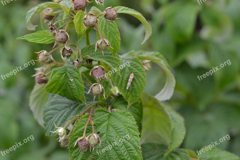 Plant Raspberry Buds Free Photos