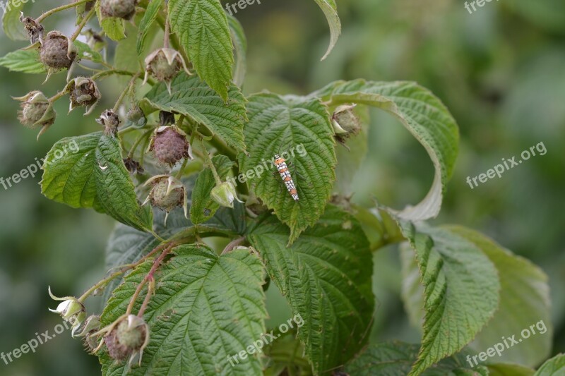 Raspberry Plant Buds Free Photos