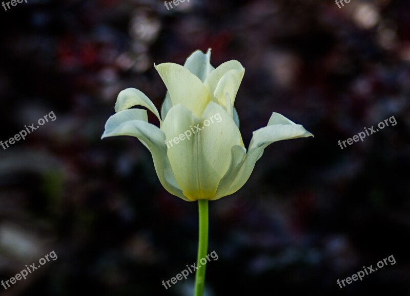 Tulip Green White Flower Flower Cream