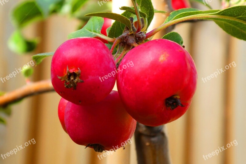 Ornamental Apples Red Autumn Fruits Colorful