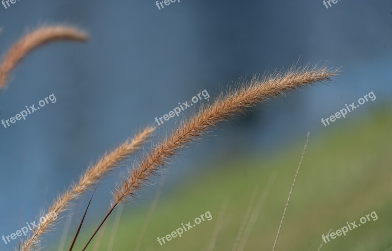 Fountain Grass Nature Close Up Grass Summer