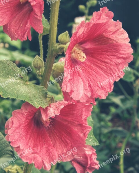 Hollyhock Pink Flower Summer Old-fashioned