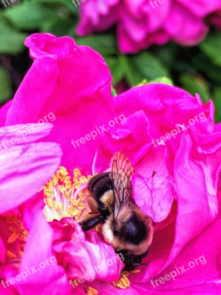 Bee Rose Garden Pink Black And Yellow