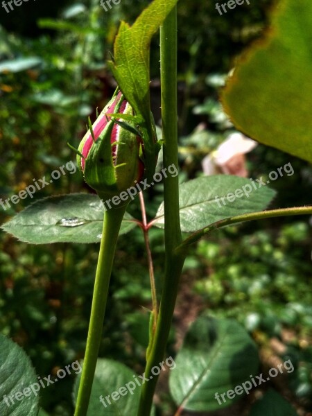 Bud Rose Spring Bloom Flower