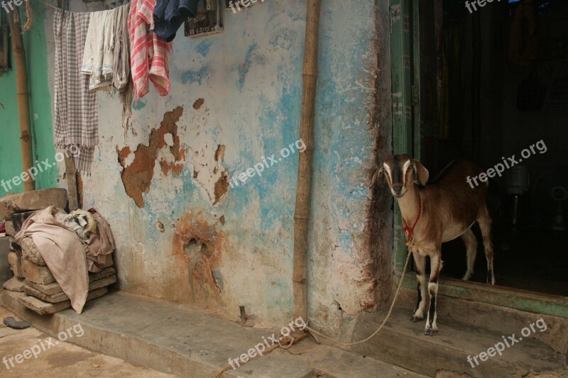 Goat Rural India India Goat Free Photos