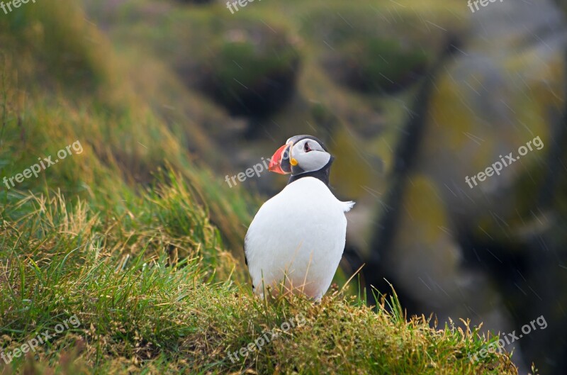 Puffin Iceland Bird Rock Rain