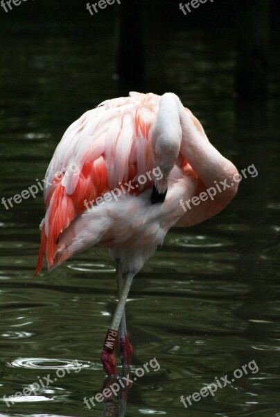 Flamingo In The Knot Bird Animal Park Zoo