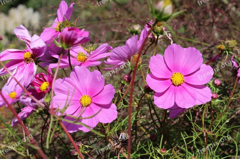 Cosmea Flower Cosmos Bipinnatu Cosmos Bloom