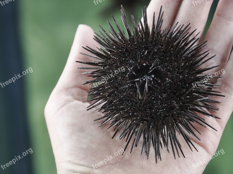 Starfish Marine Animals Ocean Nature Underwater