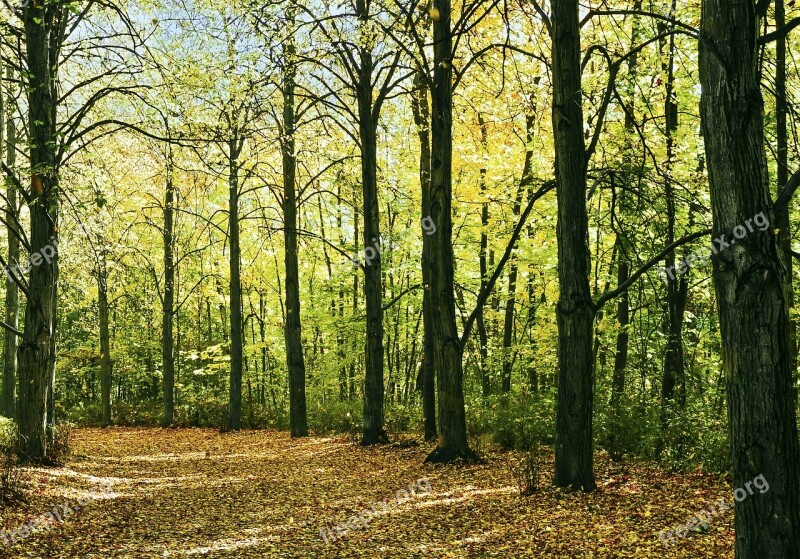 Autumn Forest Landscape Nature Tree