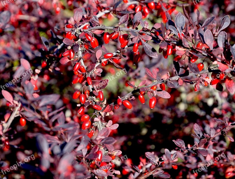 Barberry Autumn Nature Red Foliage