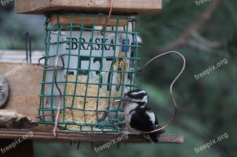 Colorado Bird Woodpecker Downy Woodpecker Cute