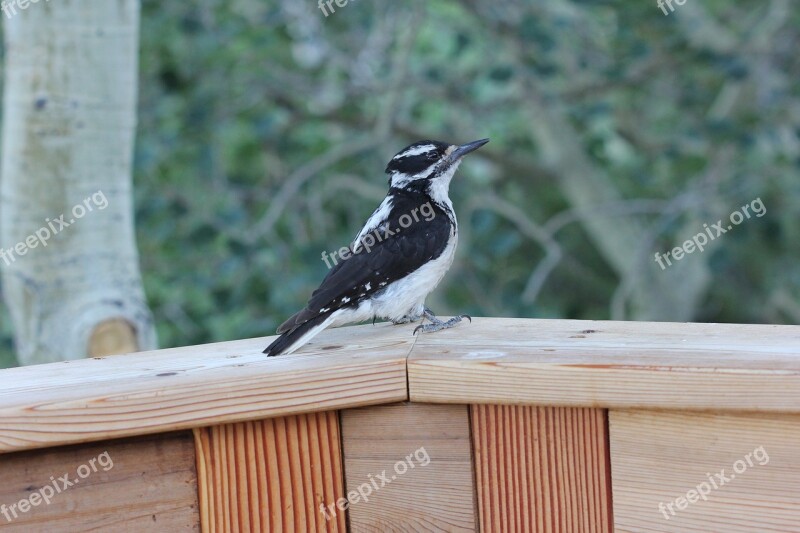 Colorado Bird Woodpecker Downy Woodpecker Cute