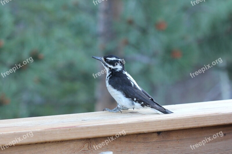 Colorado Bird Woodpecker Downy Woodpecker Cute