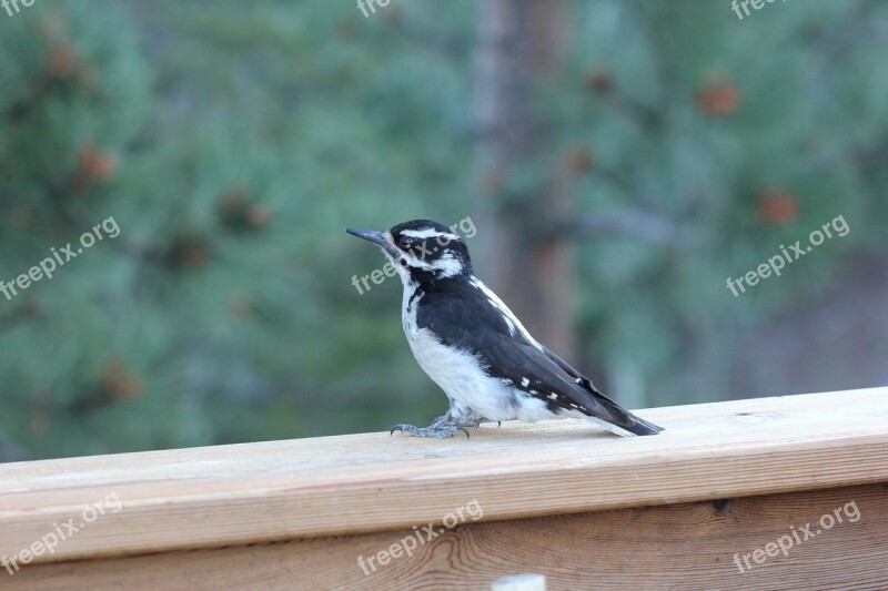 Colorado Bird Woodpecker Downy Woodpecker Cute