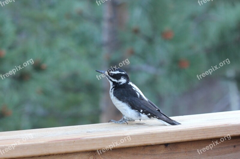 Colorado Bird Woodpecker Downy Woodpecker Cute