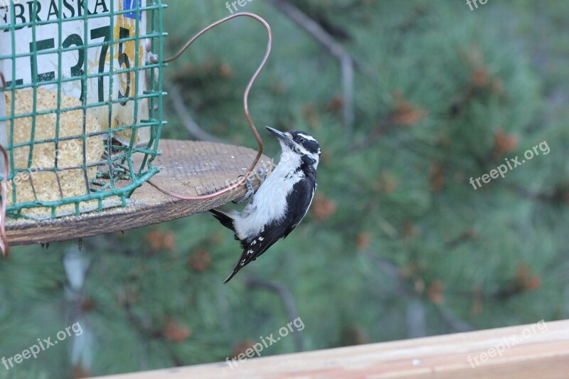 Colorado Bird Woodpecker Downy Woodpecker Cute