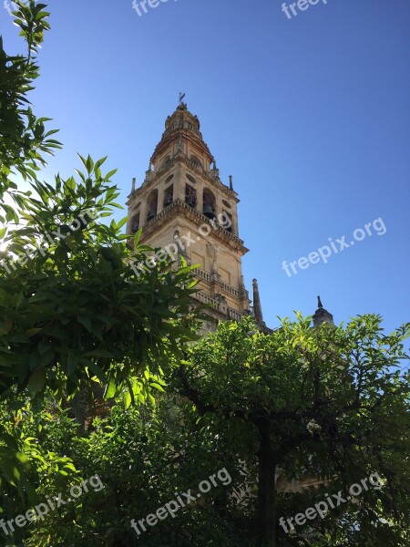 Spain Cordoba Tree Andalusia Arc