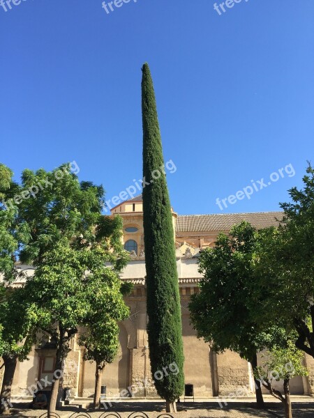 Spain Cordoba Tree Andalusia Free Photos