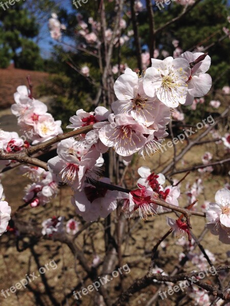 Plum Plum Blossoms Flowers Free Photos