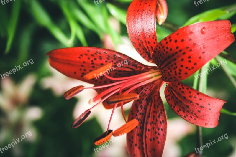 Lily Flower Dacha Beautiful Flower Nature