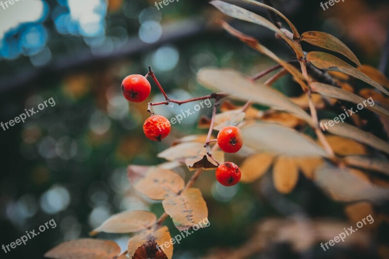 Autumn Rowan Tree Plant September