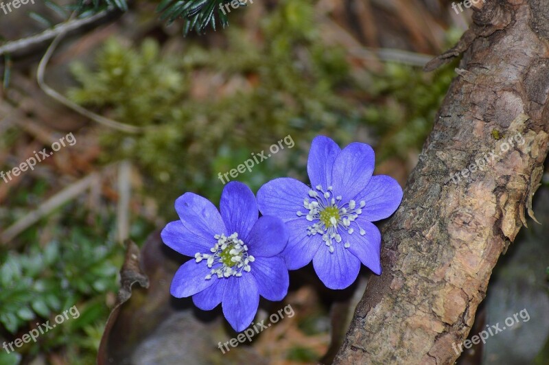 Flower Anemone Nature Bloom Free Photos