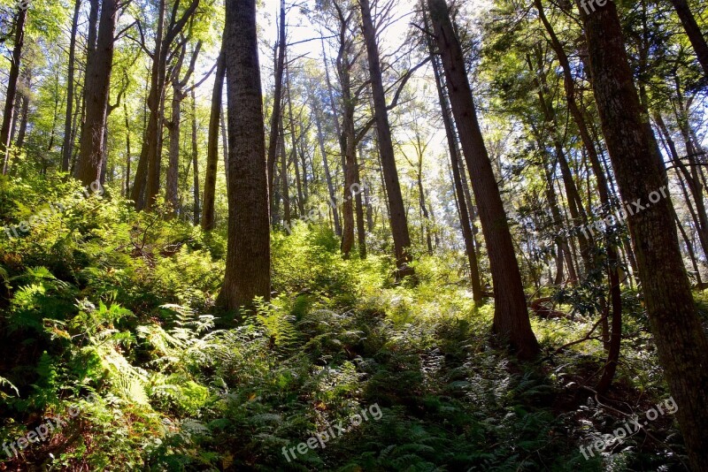 Woods Ferns Sunlight Nature Forest