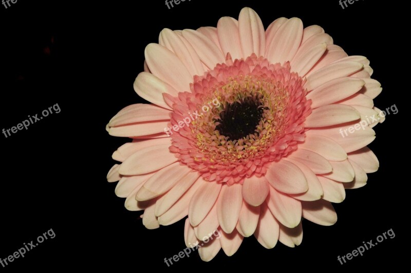 Gerbera Blossom Bloom Orange Flower