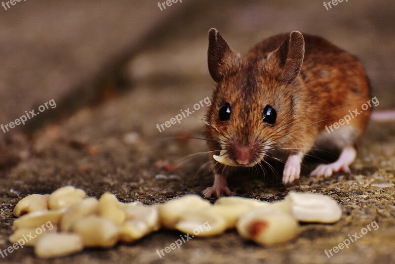 Mouse Rodent Cute Mammal Nager