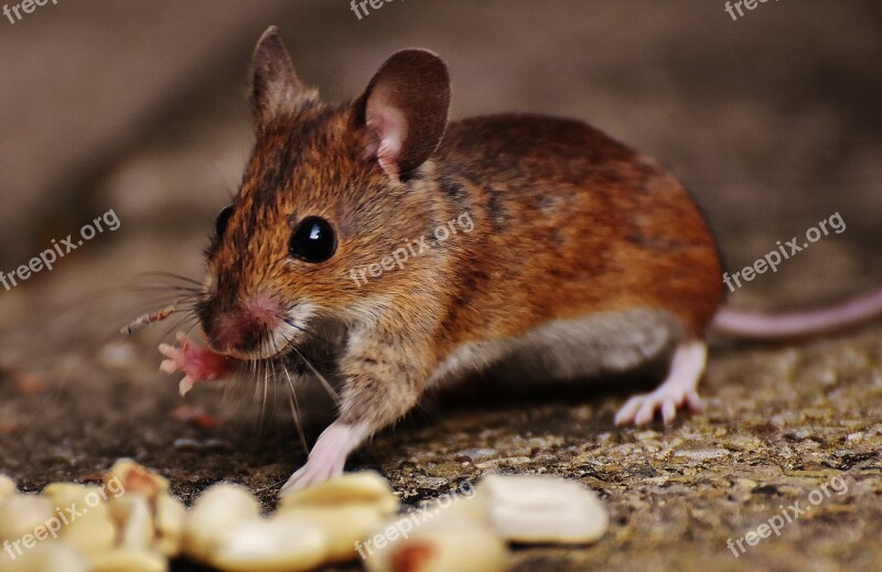 Mouse Rodent Cute Mammal Nager