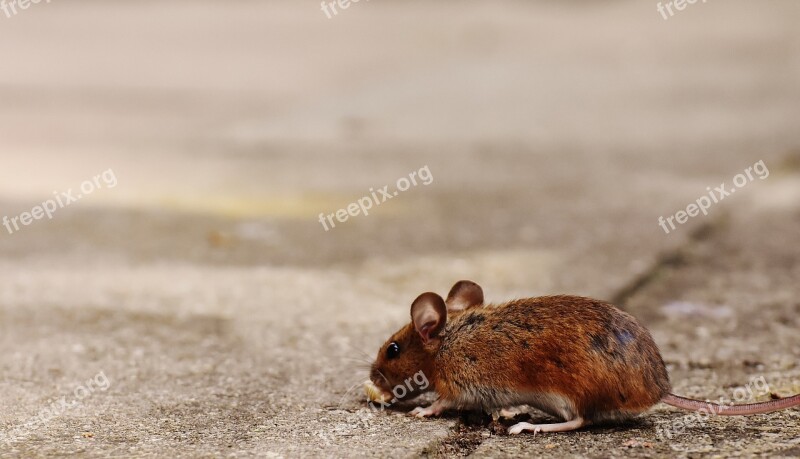 Mouse Rodent Cute Mammal Nager