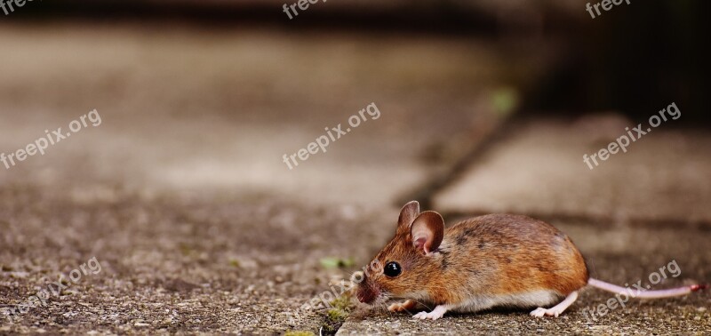 Mouse Rodent Cute Mammal Nager