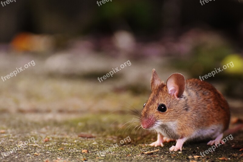 Mouse Rodent Cute Mammal Nager