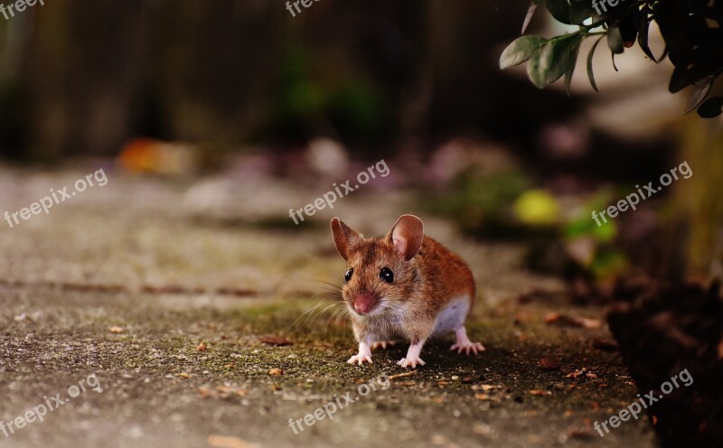 Mouse Rodent Cute Mammal Nager