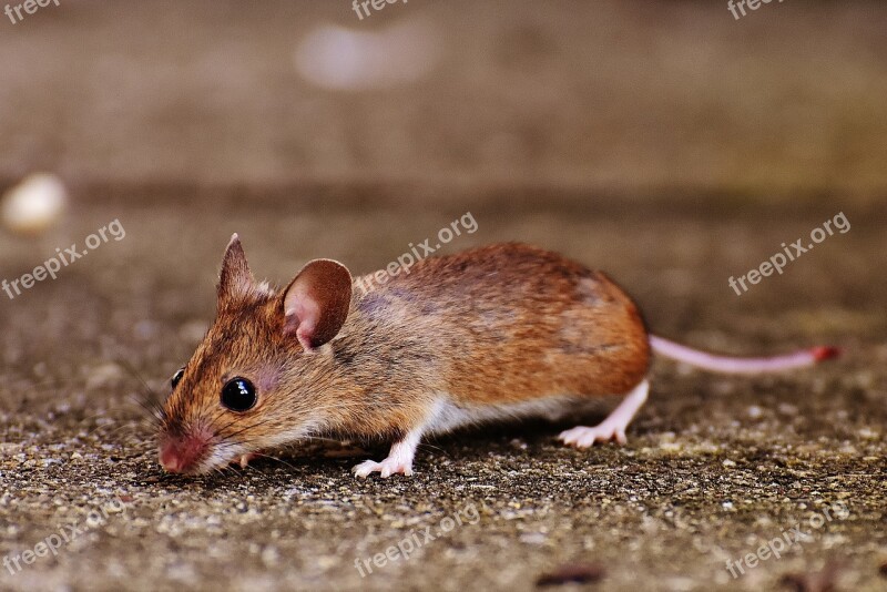 Mouse Rodent Cute Mammal Nager