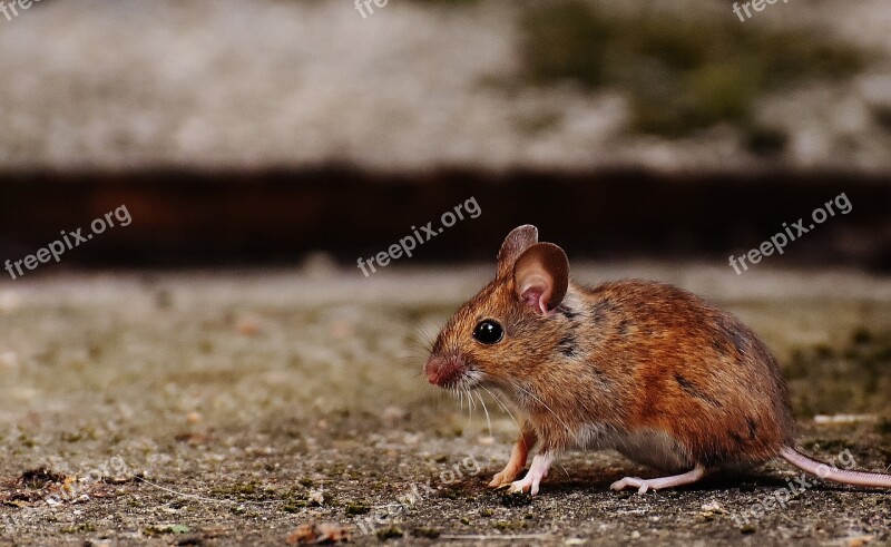 Mouse Rodent Cute Mammal Nager