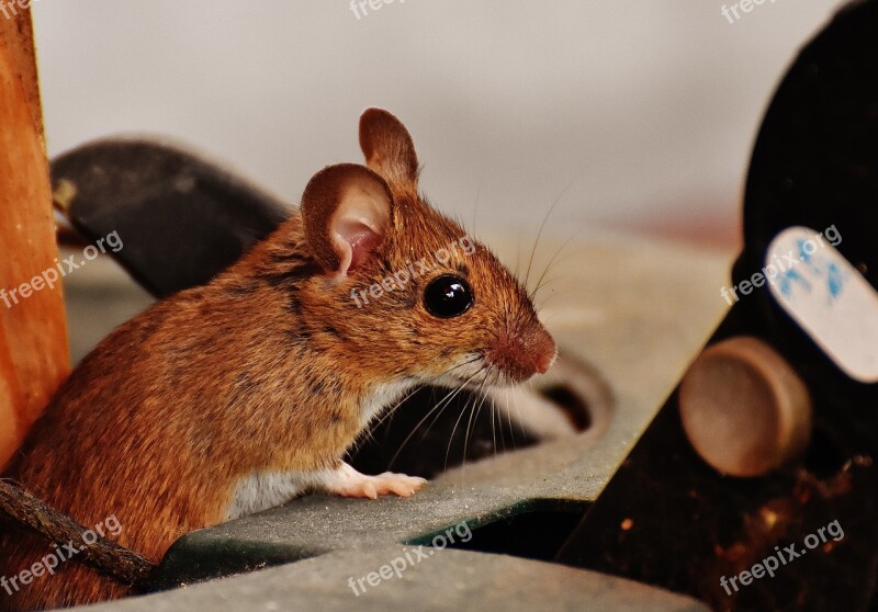 Mouse Rodent Cute Mammal Nager