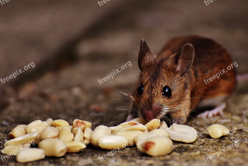 Mouse Rodent Cute Mammal Nager