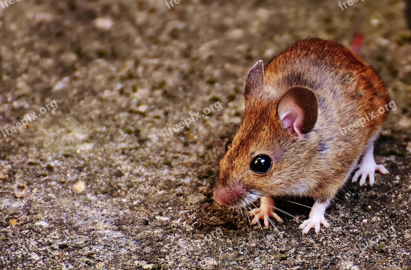 Mouse Rodent Cute Mammal Nager