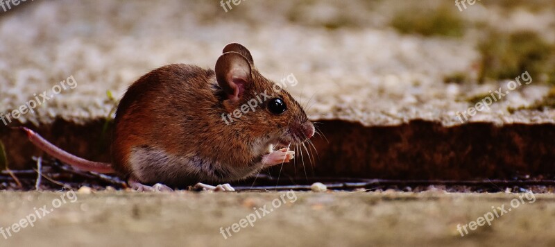 Mouse Rodent Cute Mammal Nager