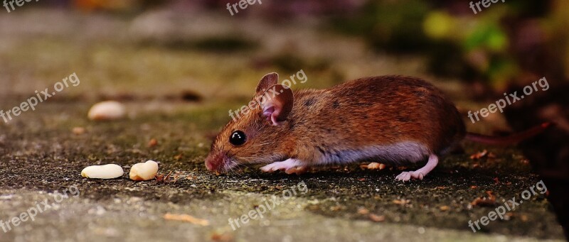 Mouse Rodent Cute Mammal Nager