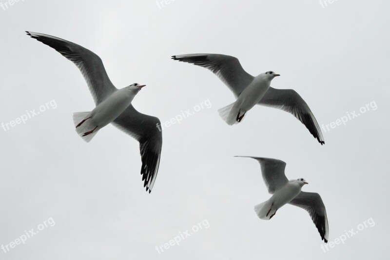 Gulls Formation Birds Formation Flight Free Photos